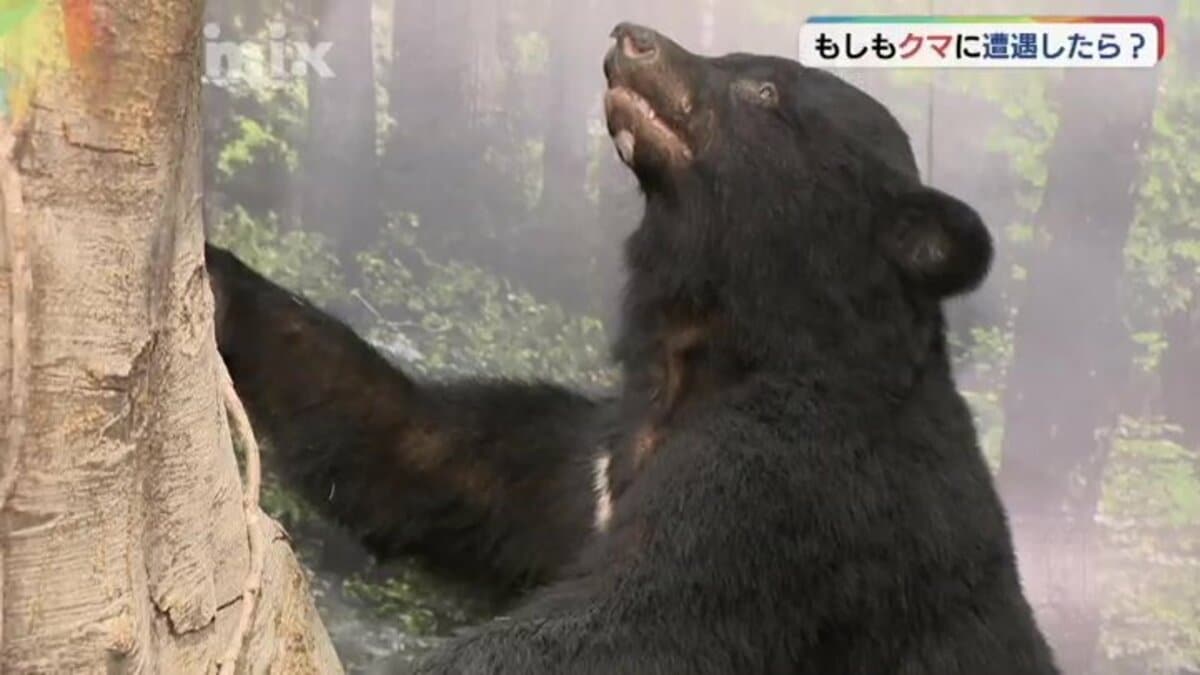 もしもクマに遭遇したら・・・専門家に聞くと「まずは落ち着く、何より