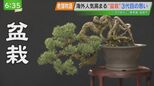海外人気高まる『盆栽』 3代目の思い|TBS NEWS DIG