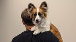 【 照英 】愛犬『パピコ』〝ただ今(6kg)絶賛成長中〟フォロワー感嘆「照英さんと一緒だと大きいですね!」|TBS NEWS DIG