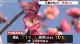 春の便り！立春の4日…植物園で梅がほころび始める　最高気温11℃予想　3月並みの陽気も朝はマイナス0.9℃　|　富山のニュース｜天気・防災｜チューリップテレビ