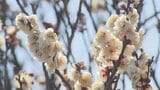 早咲きのウメが見頃　寒紅梅や冬至梅など　寒波などの影響でここ20年で最も開花遅れる　山梨・不老園|TBS NEWS DIG