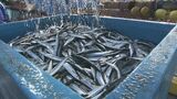 秋の味覚サンマ、例年より1か月遅い初水揚げ 豊漁で去年より若干安く味わえる? 福島・いわき市|TBS NEWS DIG