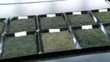 「全国の品評会に匹敵するお茶も」かごしま茶の一番茶 品評会はじまる | 鹿児島のニュース|MBC NEWS|南日本放送