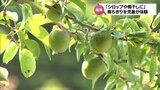 校舎の裏に約30本の梅の木　延岡市の小学校で児童が梅ちぎり|TBS NEWS DIG