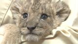 生まれて間もないライオンの赤ちゃん「かんたくん」すくすく成長 25日から公開 大分 | 大分のニュース|OBS NEWS|大分放送