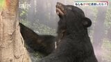 もしもクマに遭遇したら・・・専門家に聞くと「まずは落ち着く、何より会わないように対策を」 | 山口のニュース・天気・防災|tys NEWS|tysテレビ山口