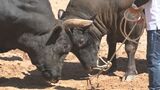 猛牛20頭の激闘に沸く 沖縄本部町で闘牛大会|TBS NEWS DIG