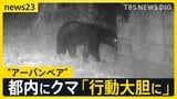 東京住宅街に“体長1m以上”のクマ出没「段々と行動大胆に…」生活圏に徐々に近づく“アーバンベア”対策グッズの最前線は?【news23】|TBS NEWS DIG