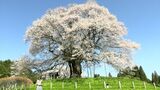 「これだけ立派な桜に勝てる桜は他にはないのでは」樹齢推定1000年の「醍醐桜」が見ごろ【岡山】 |TBS NEWS DIG