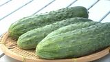 生産者激減で保存活動も　ずんぐりと太くてみずみずしさが特徴　須坂市の伝統野菜「八町きゅうり」の収穫最盛期　（長野）|TBS NEWS DIG