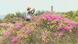 ミヤマキリシマが見頃 鮮やかなピンクの景色広がる 日出町の経塚山 大分 | 大分のニュース|OBS NEWS|大分放送