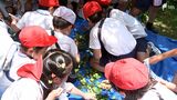 「拾うの楽しかった」「食べ方ユーチューブで調べる」小学生が梅の実収穫に挑戦=静岡・熱海梅園 | 静岡のニュース | SBSNEWS | 静岡放送