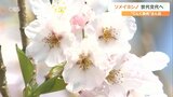 桜の代表「ソメイヨシノ」に異変 伝染病がまん延「クローンなので耐えられない」世代交代へ | 大分のニュース|OBS NEWS|大分放送