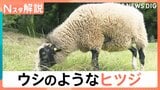 まるでウシのようなヒツジ「うっしー」なぜ黒いのか？小さいころの写真を見てみると…【Nスタ解説】|TBS NEWS DIG