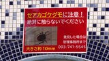 小３男子がかまれた「セアカコケグモ」重症例では進行性の「筋肉麻痺」も　|　福岡のニュース｜RKB NEWS｜RKB毎日放送