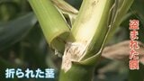 「丹精込めて作ったものを盗るなんて」 ゴールドラッシュ 約250本、5万円相当が盗難 畑には別の被害も|TBS NEWS DIG