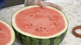 口いっぱいに広がる甘さとシャリシャリ食感「函南西瓜」糖度11度超えの出来に 旬を迎え 目ぞろえ会=静岡|TBS NEWS DIG