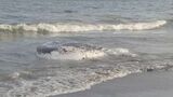 神奈川県大磯町の沖合でクジラの死骸が漂流　体長約7メートル　現場の状況を確認し処分方法検討へ|TBS NEWS DIG