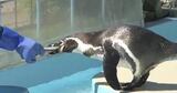 ペンギンは必ず魚を頭から食べる！きょうは飼育の日・動物園でふれあいイベント　長野・須坂市|TBS NEWS DIG