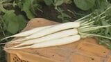 正月の縁起物 小ぶりな「祝だいこん」出荷始まる 関西地方では「角が立たないように」と輪切りにして雑煮に 岐阜市|TBS NEWS DIG