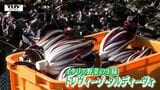 「イタリア野菜の王様」の出荷が最盛期！ 「トレヴィーゾ・タルディーヴォ」の楽しみ方は？（山形・河北町）|TBS NEWS DIG