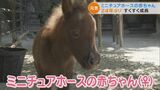 ミニチュアホースの赤ちゃん24年ぶりに誕生 6月5日まで名前募集中 愛知・岡崎市の東公園動物園 | 名古屋・愛知・岐阜・三重のニュース【CBC news】 | CBC web