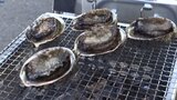 「くっついていて揚げるのが難しかった」漁師と同じ道具使ってあわびとり体験 岩手・宮古市恒例の鮭・あわびまつり|TBS NEWS DIG