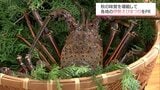 漁が解禁 宮崎県内の飲食店で伊勢えびを堪能できるイベントをPR | MRTニュース | MRT宮崎放送