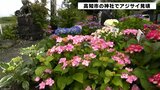 「心が洗われるような気がします」“アジサイ神社”として親しまれる六條八幡宮のアジサイ見頃 | 高知のニュース・天気|KUTV NEWS | KUTVテレビ高知