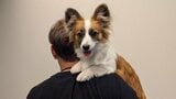 【 照英 】愛犬『パピコ』〝ただ今（6kg）絶賛成長中〟フォロワー感嘆「照英さんと一緒だと大きいですね！」|TBS NEWS DIG