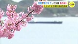 手づくりの公園が春の装い　村上海賊が船を隠した海を望む　海とスイセンと河津桜の共演　|　RCC NEWS | 広島ニュース | RCC中国放送