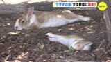 900匹→400匹のワケは　「ウサギの島」大久野島に異変？　広島|TBS NEWS DIG