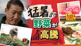 「新社会人には痛い…」トマト1玉が2週間で50円値上がり 猛暑で野菜が高騰 農家も頭抱える | 福岡のニュース|RKB NEWS|RKB毎日放送