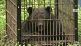 「3000件を超えるという異次元の出没」青森県が独自のツキノワグマ警報を新設　出没注意報など基準を初めて見直し　4月から体制強化へ|TBS NEWS DIG