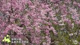 桜林公園で名残のサクラを楽しむ 青森県 | 青森のニュース│ATV NEWS│青森テレビ
