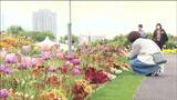 「花見て癒されたい」全国都市緑化フェア　開催後初の日曜日で賑わう　　|　宮城のニュース│tbc NEWS│tbc東北放送