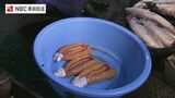 ボラ漁から からすみ作りまで【長崎県・五島市】 | 長崎のニュース | 天気 | NBC長崎放送