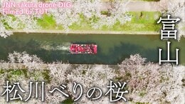 松川べりの桜 富山県富山市 【JNN sakuraドローンDIG】|TBS NEWS DIG