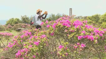 ミヤマキリシマが見頃　鮮やかなピンクの景色広がる　日出町の経塚山　大分　|　OBSニュース