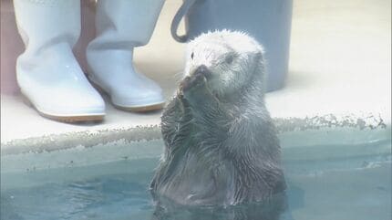 国内唯一となった「ラッコ」見学を“1分間”に制限 1日3回の「お食事