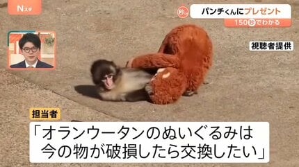 オスの赤ちゃんザル「パンチくん」に新しいお母さん？IKEAジャパンが