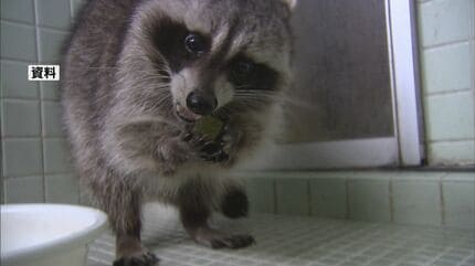 可愛い顔して凶暴！？特定外来生物「アライグマ」が熊本・立田山で初