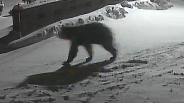 冬眠しないヒグマ＝「穴持たず」は存在する？専門家が懐疑的な見解「餌が雪に埋まれば…」市街地に下りきても餌は食べられないことを学習させる必要性を強調　|　北海道のニュース｜HBC北海道放送