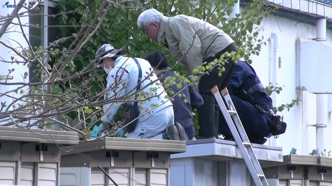 市街地の中心でクマが商業施設内に留まる 獣医師が吹き矢で麻酔かけ捕獲 岩手・釜石市|TBS NEWS DIG