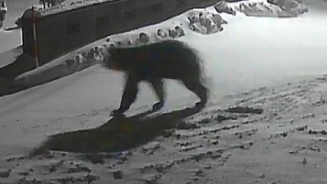 冬眠しないヒグマ＝「穴持たず」は存在する？専門家が懐疑的な見解「餌が雪に埋まれば…」市街地に下りきても餌は食べられないことを学習させる必要性を強調|TBS NEWS DIG