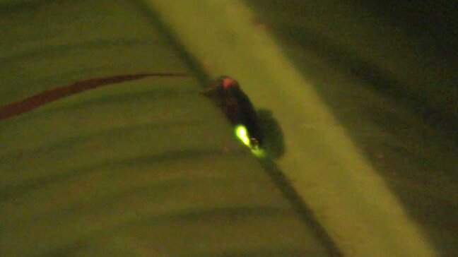 初夏を告げるホタル 清掃活動が実を結び今年も 熊本市・江津湖周辺|TBS NEWS DIG