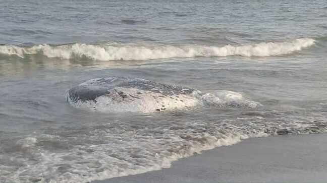 神奈川県大磯町の沖合でクジラの死骸が漂流 体長約7メートル 現場の状況を確認し処分方法検討へ|TBS NEWS DIG