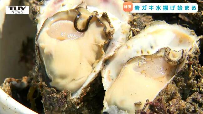 丸々としてミネラル豊富！ 庄内浜の夏の味覚 "岩ガキ" の漁が解禁　県外の市場などに出回らない貴重なカキ！（山形）|TBS NEWS DIG