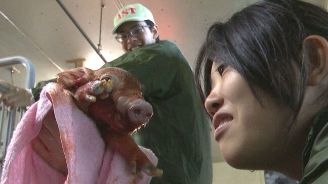 豚の精液採取、人工授精、分娩も自分達の手で　その先は「嬉しいこと」だけではない　高校生が担う“命の現場”　熊本|TBS NEWS DIG