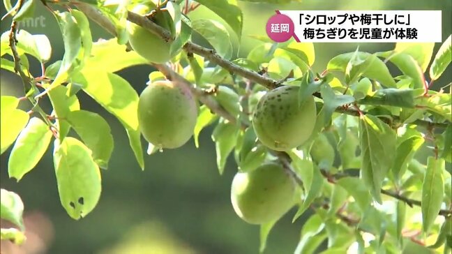 校舎の裏に約30本の梅の木 延岡市の小学校で児童が梅ちぎり|TBS NEWS DIG